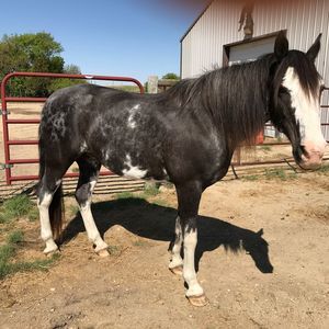 Meet your Posher, Sandy